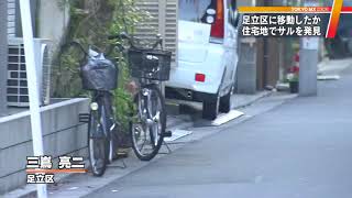サル　東京・足立区の住宅地で目撃