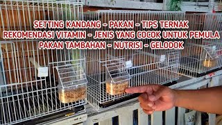 Tips Pelihara Burung Finch Untuk Pemula, Lengkap!