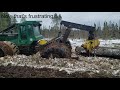 Logging Swamps in WI