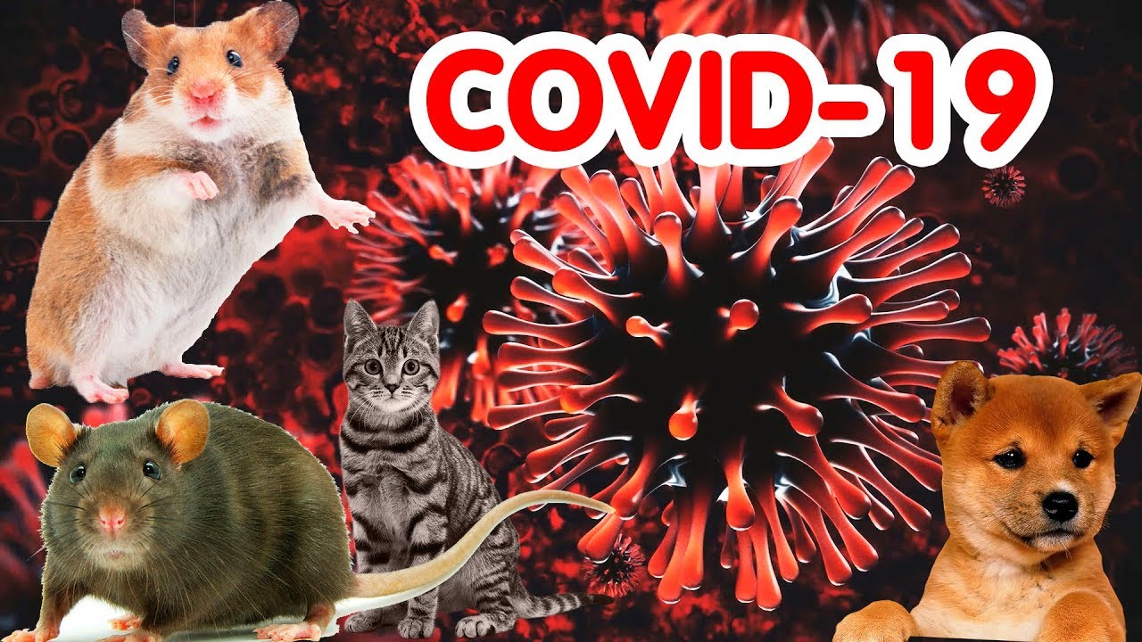 Опасен ли коронавирус для животных? | covid-19