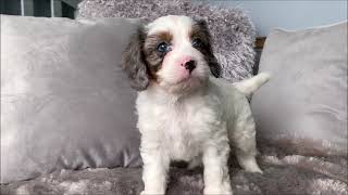 MALE CAVAPOO by Playful Pets 103 views 4 years ago 1 minute
