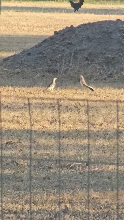 Mockingbird battle #birds #Mockingbird #nature