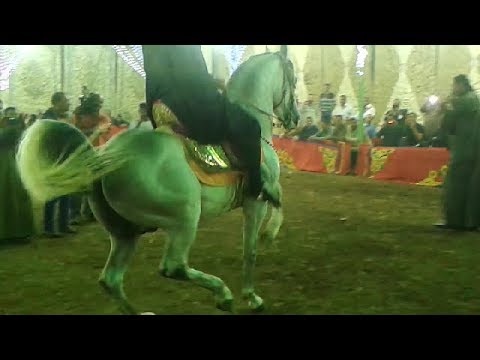 الخيل العربى الاصيل ملحة فى عينك يالى ماتصلى على النبى