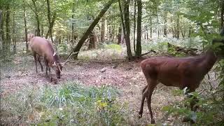 Biche, Faon, cerf (1)