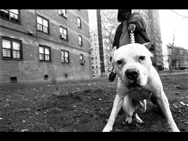 Aggressive Hardcore Rap Beat "PITBULL" Old School Hip Hop Instrumental | Cavula