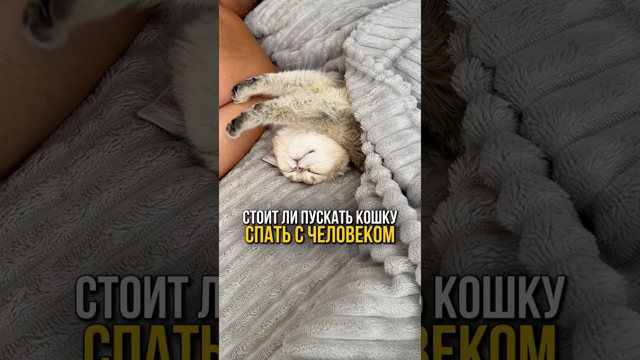 Кошка в кровати: стоит ли пускать её спать с человеком? #cat #уходзакошками #кот #котики #кошки