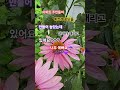 #김용빈 #꽃물☔️🎶☂️🌂 #단비가 내리고 있어요~🌴🌳#주말잘보내세요 👭☔️👬💜