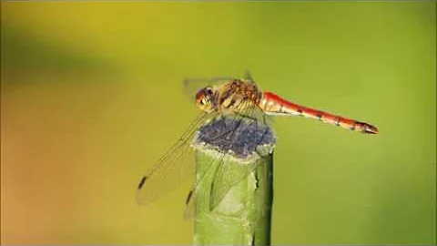 Japanese Folk Song #25:  Red Dragonflies（赤とんぼ / Akatonbo） - DayDayNews