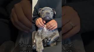 The Life Of Staffy Fyp