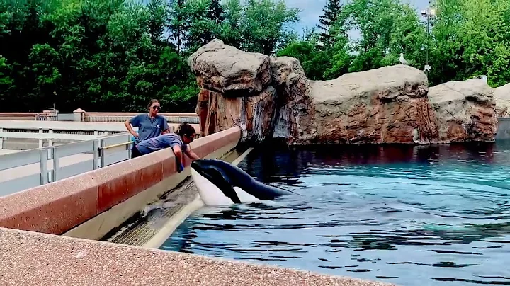 Kiska | The loneliest Orca at Marine Land :(