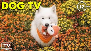 12 Hours The Best Relaxing TV for Dogs: Dog TV & Entertainment Prevent Boredom with Dogs Music