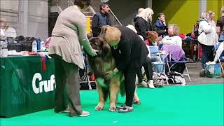 Highlights of the Leonbergers at Crufts 2019 by sharon springel 6,595 views 5 years ago 32 minutes