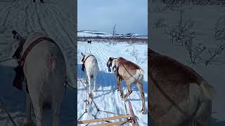 Nomads in Siberia / Reindeer herders nomads #reindeer #nomads #nomadsofthefarnorthofyamal