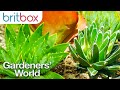 How to Take Care of your Succulents | Top Tips | Gardeners' World