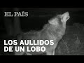 Los aullidos de un lobo para comunicarse con su familia