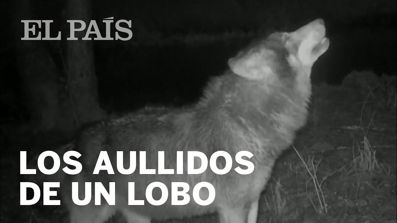 Aullido de lobo