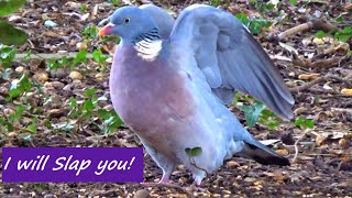 Mampy Wood Pigeon Stands His Ground Vs Squirrels / Cemetery Wildlife 4K