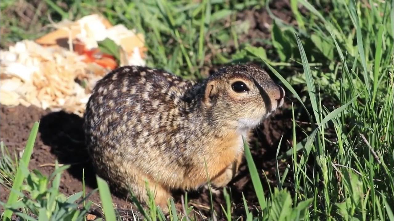суслик - YouTube