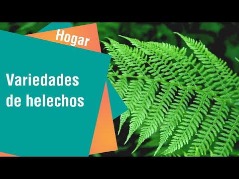 Video: Tipos De Helechos Para Crecer En Un Apartamento