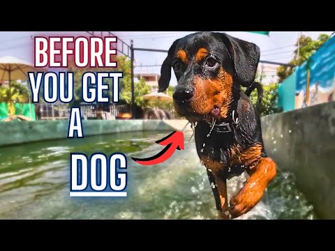 Before You Get Your 1st Dog