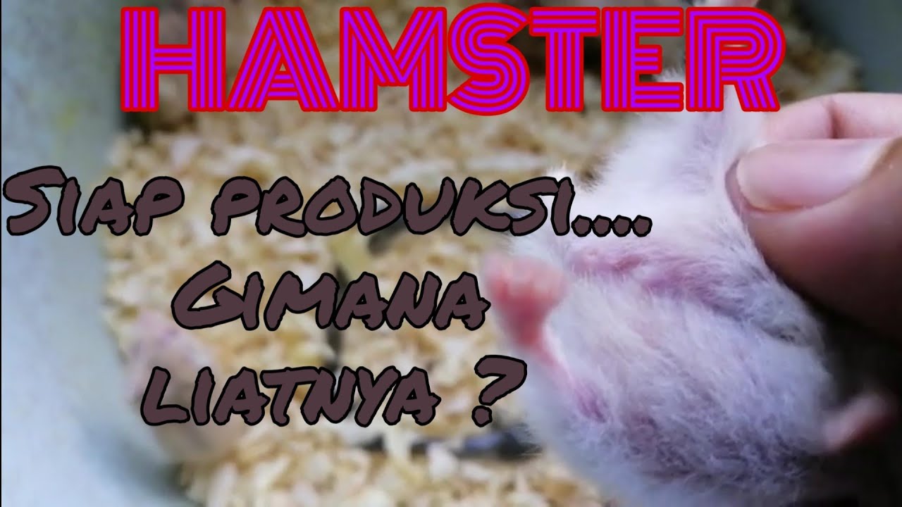 5 CiriCiri Hamster Hamil YouTube