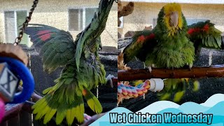 Amazon parrots shower time  Wet Chicken Wednesday w/ mariachi style music