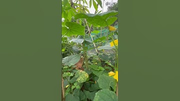 Hạt giống dưa leo nếp bên e rất nhiều quả. Mng cần thì alo 0395627751