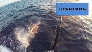 Huge Cuda Destroys Tuna - SLOW MOTION CAPTURE
