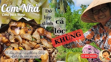 Dở lợp bất ngờ dính cá lóc khủng. Catch fish using fish traps #comnha #comebackhome #amthucmientay