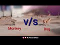 Monkey vs dog  mr prasad official  viral  berhampur