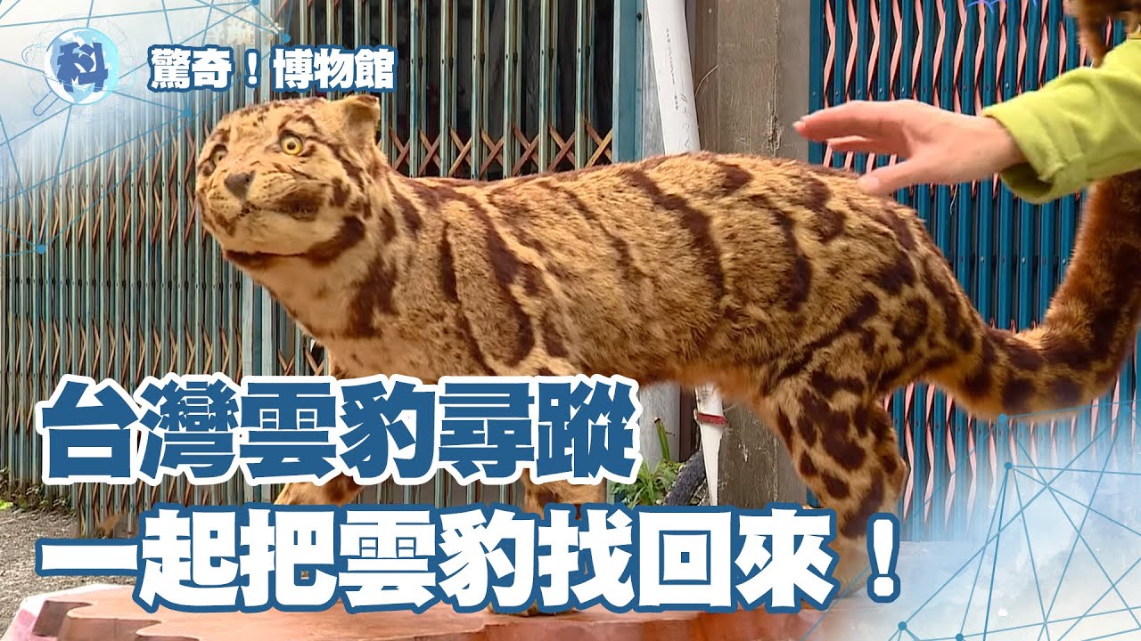 台灣雲豹尋蹤|一起把雲豹找回來！【驚奇！博物館】