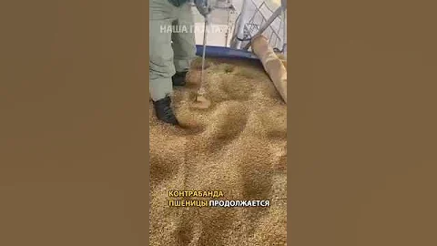 Контрабанда пшеницы из России в Казахстан продолжается