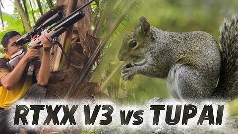 RTXX V3 vs TUPAI berburu tupai dipagi hari setelah hujan………