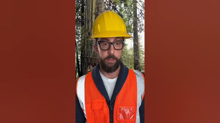 Don't Let Dead Trees Become a Hazard – Cut Them Down Today 🌴 #treefelling #chainsawman #oldtree