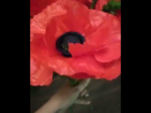 🍃Мак холодный фарфор🍃