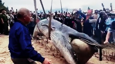 Cá ông trôi dạt vào bờ biển Đà Nẵng