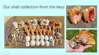 January 2021 Sanibel Shell Club Meeting  Shelling in the Keys