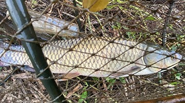 Trắm Cỏ 4kg VÀo Lụp Cá Lóc