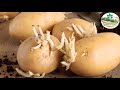 आलुमा लाग्ने रोग || Disease  of potato || aalu ko rog || AgriNepal Mp3 Song