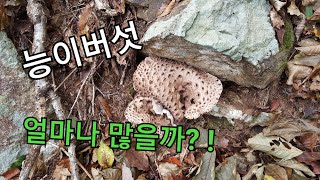 능이버섯 은 삽겹살과 궁합이 최고여.