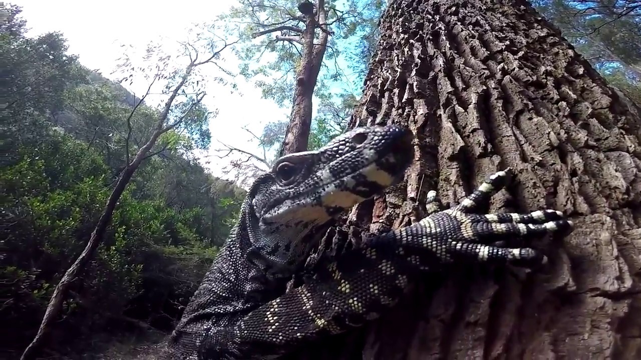 GIANT AUSTRALIAN MONITOR LIZARD YouTube GIANT AUSTRALIAN MONITOR LIZARD YouTube