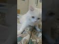 😿💉Ч.1КАК ПОНЯТЬ  КОТЕНОК БОЛЕН ИЛИ ЗДОРОВ/ПРИЗНАКИ  ЗАБОЛЕВАНИЯ/НА ЧТО СМОТРЕТЬ ПРИ ПОКУПКЕ КОТА⚠️