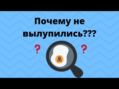 Почему не вылупляются  - причины и решения