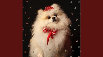 Understated Backdrops for Stressed Doggies