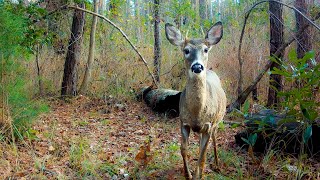4 Months in 28 Minutes: Sights and Sounds of Nature (Relaxing Trail Camera Video)