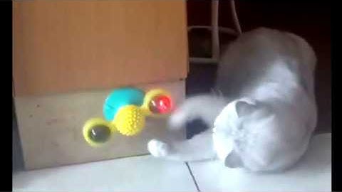 Windmill Cat Scratcher - This Cat Toy Lets Your Cat Play All Day