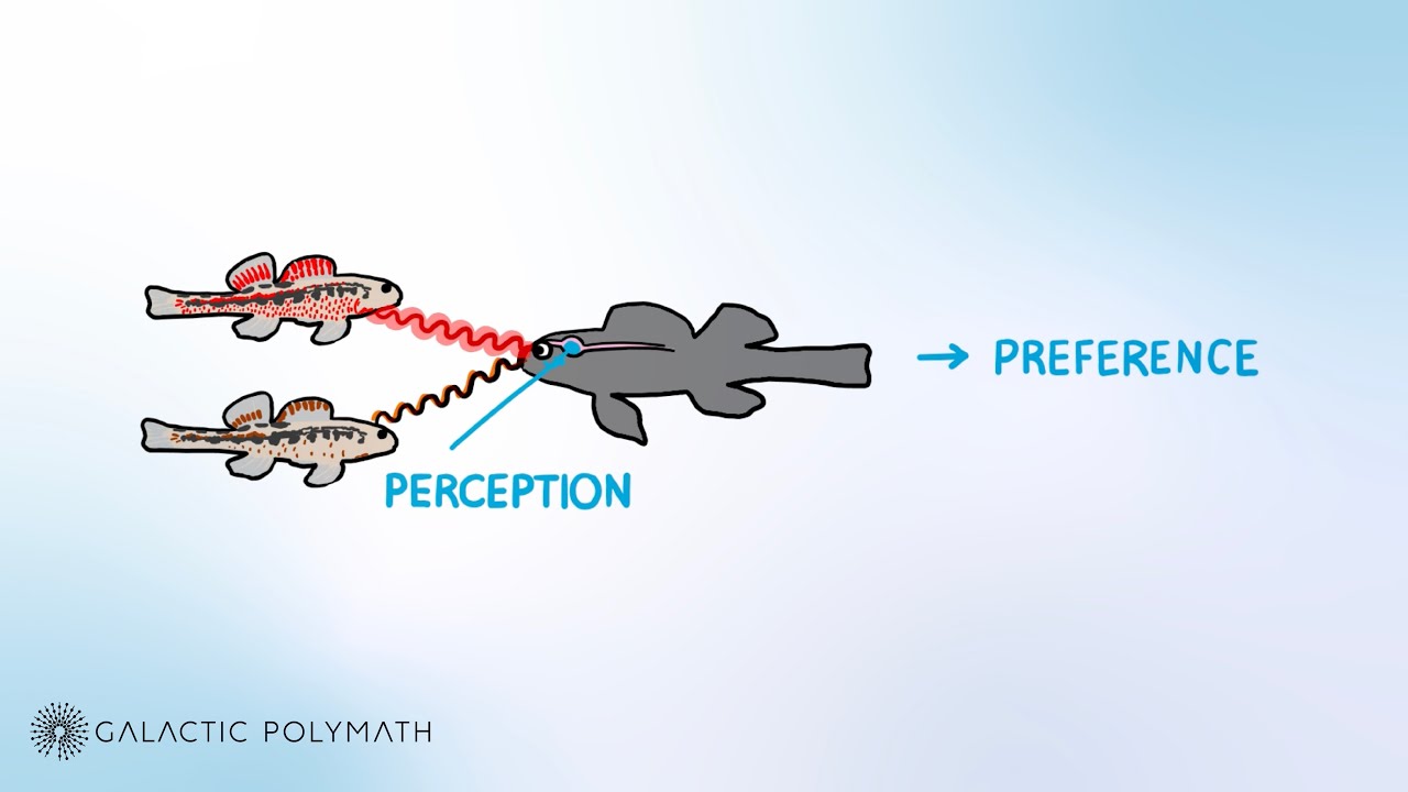 Define Fish Like What does a fish like? This question takes us unexpected places - YouTube