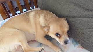 Chihuahua Joey growling at me | #pets #chihuahua #joey @PoochMania
