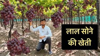 लाल सोने की खेती - Red Globe || HiTech Farming || Red Grapes || Hello Kisaan by Hello Kisaan 21,694 views 2 weeks ago 16 minutes