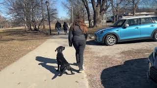 Polo | Training Around Town by Kentucky Dog Training 62 views 3 years ago 25 minutes